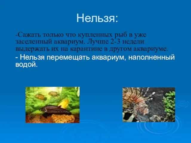 Нельзя: -Сажать только что купленных рыб в уже заселенный аквариум. Лучше 2-3