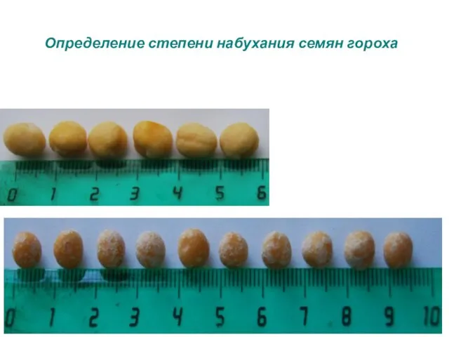 Определение степени набухания семян гороха