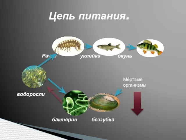 Цепь питания. Рачки уклейка окунь водоросли бактерии беззубка Мёртвые организмы