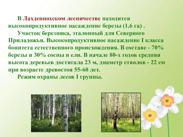 В Лахденпохском лесничестве находится высокопродуктивное насаждение березы (1,6 га) . Участок березняка,