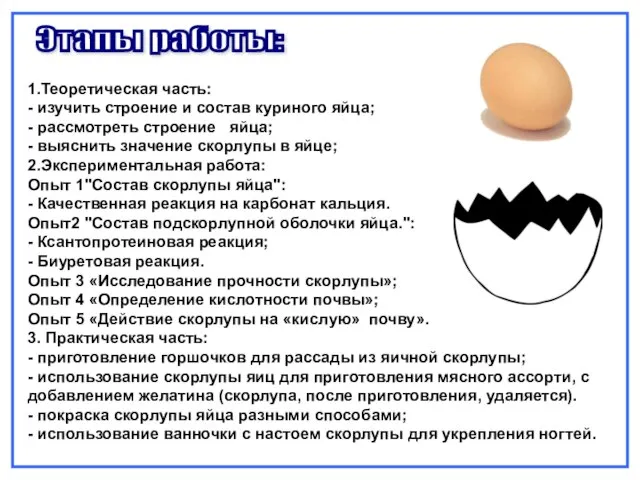 Этапы работы: 1.Теоретическая часть: - изучить строение и состав куриного яйца; -