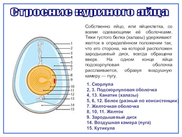 Строение куриного яйца Собственно яйцо, или яйцеклетка, со всеми одевающими её оболочками.