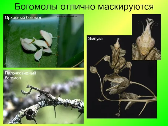 Богомолы отлично маскируются Эмпуза Орхидный богомол Палочковидный богомол