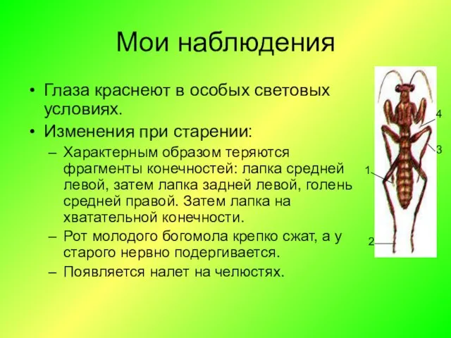 Мои наблюдения Глаза краснеют в особых световых условиях. Изменения при старении: Характерным