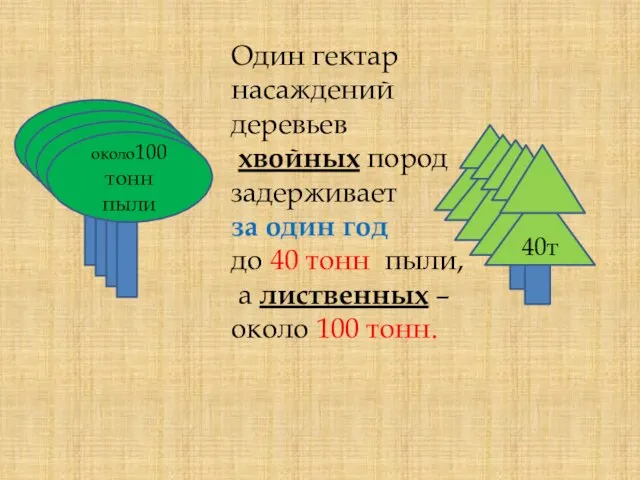 Один гектар насаждений деревьев хвойных пород задерживает за один год до 40