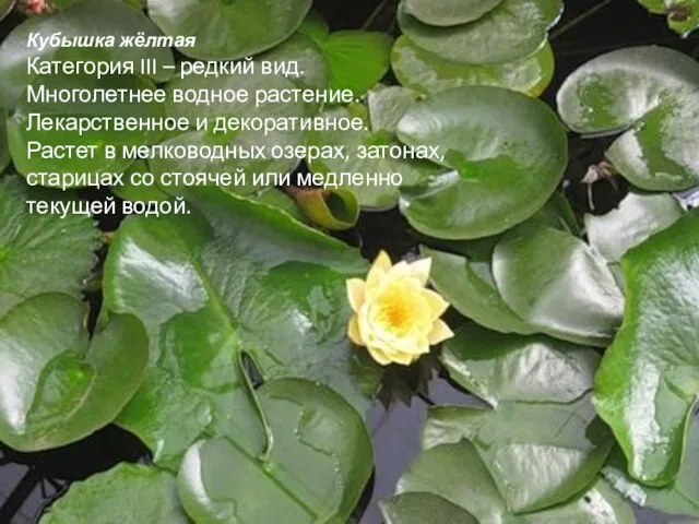 Кубышка жёлтая Категория III – редкий вид. Многолетнее водное растение. Лекарственное и