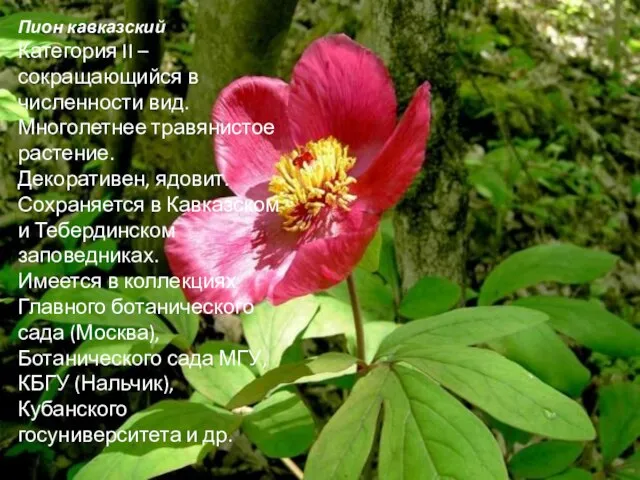 Пион кавказский Категория II – сокращающийся в численности вид. Многолетнее травянистое растение.