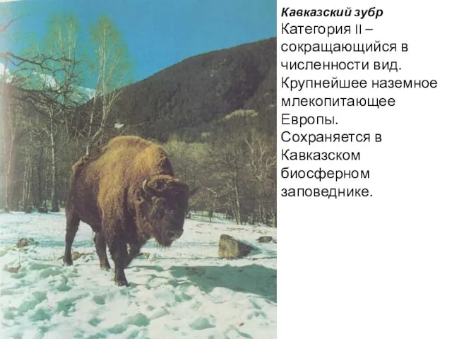 Кавказский зубр Категория II – сокращающийся в численности вид. Крупнейшее наземное млекопитающее