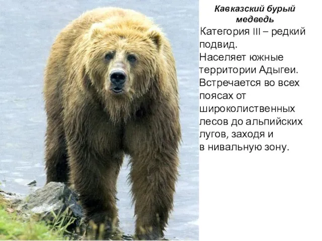 Кавказский бурый медведь Категория III – редкий подвид. Населяет южные территории Адыгеи.