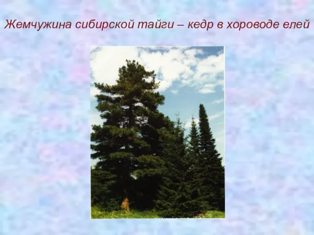 Жемчужина сибирской тайги – кедр в хороводе елей