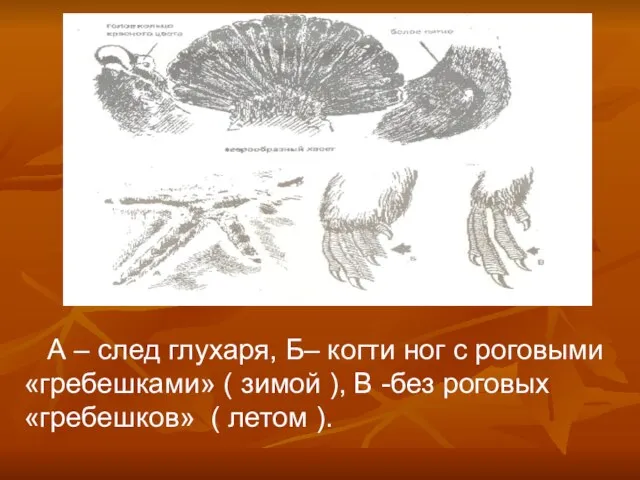 А – след глухаря, Б– когти ног с роговыми «гребешками» ( зимой