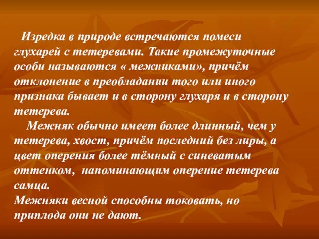 Изредка в природе встречаются помеси глухарей с тетеревами. Такие промежуточные особи называются