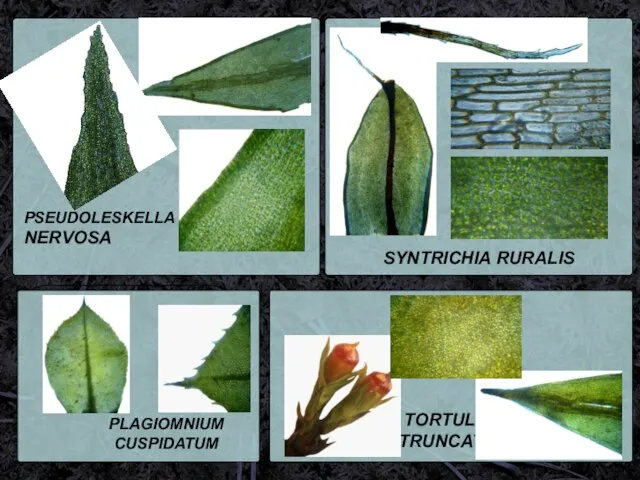 PSEUDOLESKELLA NERVOSA SYNTRICHIA RURALIS TORTULA TRUNCATA PLAGIOMNIUM CUSPIDATUM