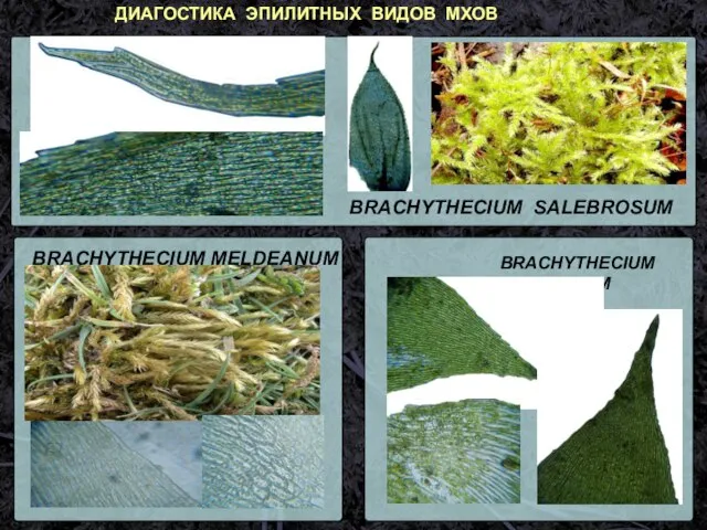 BRACHYTHECIUM SALEBROSUM BRACHYTHECIUM RUTABULUM ДИАГОСТИКА ЭПИЛИТНЫХ ВИДОВ МХОВ BRACHYTHECIUM MELDEANUM