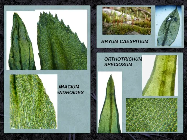 CLIMACIUM DENDROIDES BRYUM CAESPITIUM ORTHOTRICHUM SPECIOSUM