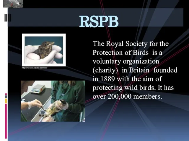 The Royal Society for the Protection of Birds is a voluntary organization