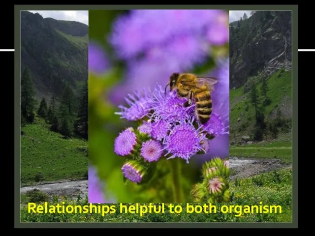 Relationships helpful to both organism