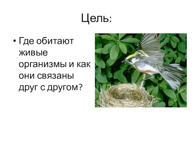 Цель: Где обитают живые организмы и как они связаны друг с другом?