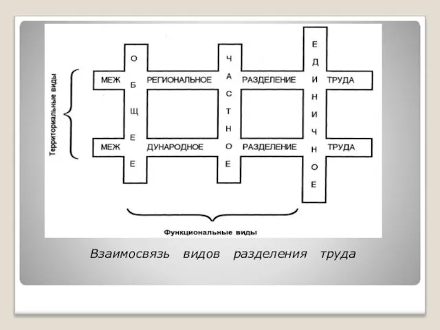 Взаимосвязь видов разделения труда