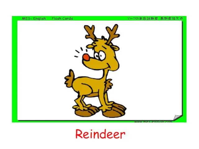 Reindeer