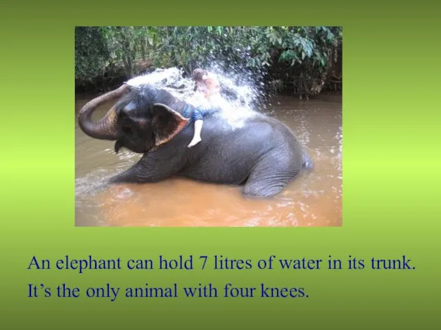 An elephant can hold 7 litres of water in its trunk. It’s