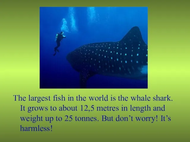 The largest fish in the world is the whale shark. It grows