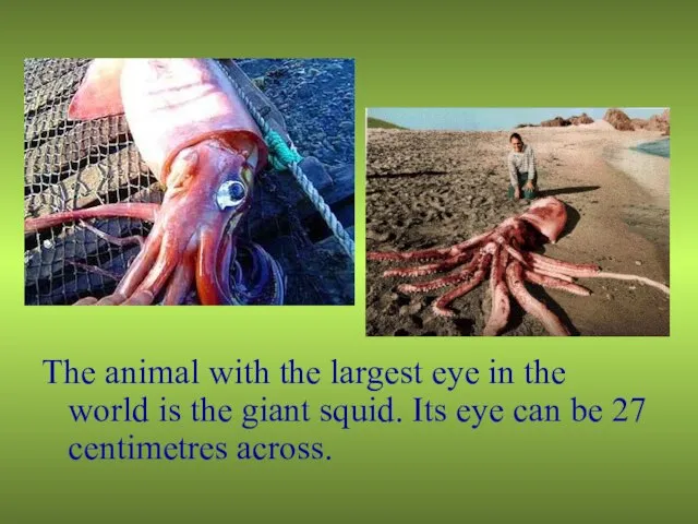 The animal with the largest eye in the world is the giant