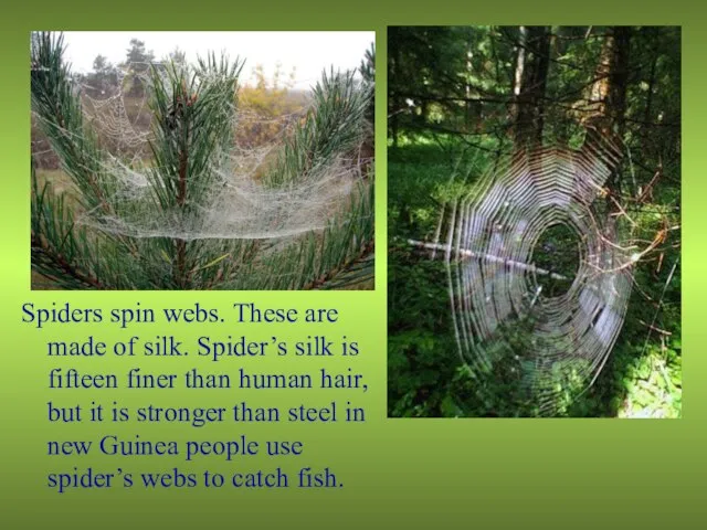 Spiders spin webs. These are made of silk. Spider’s silk is fifteen
