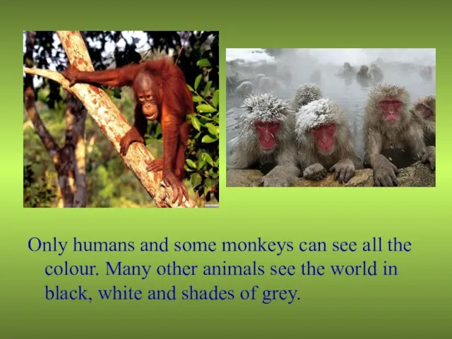 Only humans and some monkeys can see all the colour. Many other