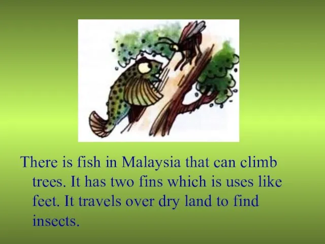 There is fish in Malaysia that can climb trees. It has two