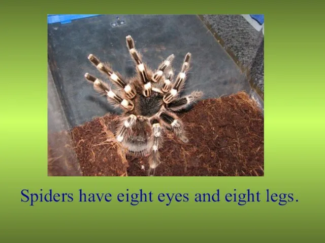 Spiders have eight eyes and eight legs.