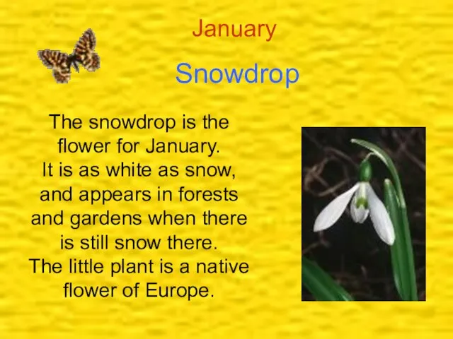 January Snowdrop The snowdrop is the flower for January. It is as