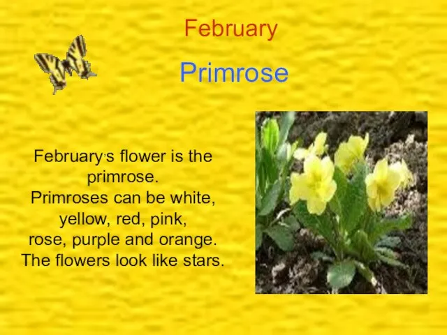 February Primrose February,s flower is the primrose. Primroses can be white, yellow,