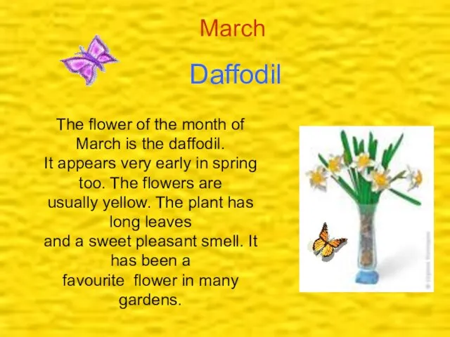 Daffodil March The flower of the month of March is the daffodil.