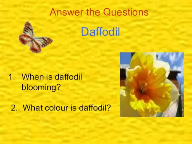 Daffodil Answer the Questions When is daffodil blooming? 2. What colour is daffodil?