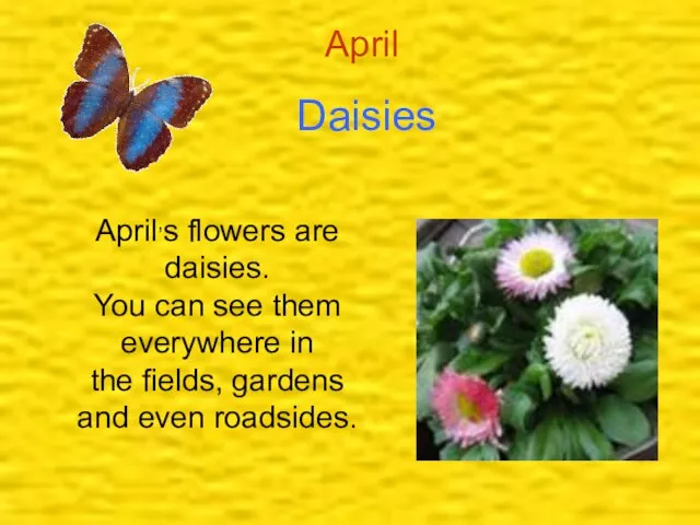 Daisies April April,s flowers are daisies. You can see them everywhere in