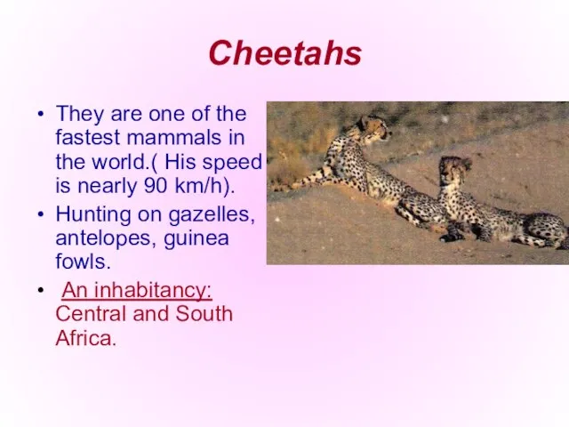 Cheetahs They are one of the fastest mammals in the world.( His