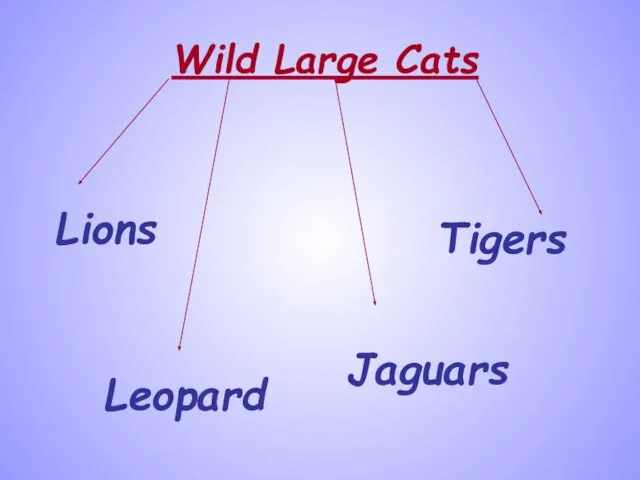 Wild Large Cats Lions Tigers Leopard Jaguars