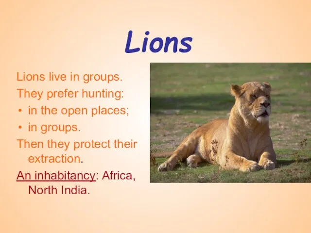 Lions Lions live in groups. They prefer hunting: in the open places;