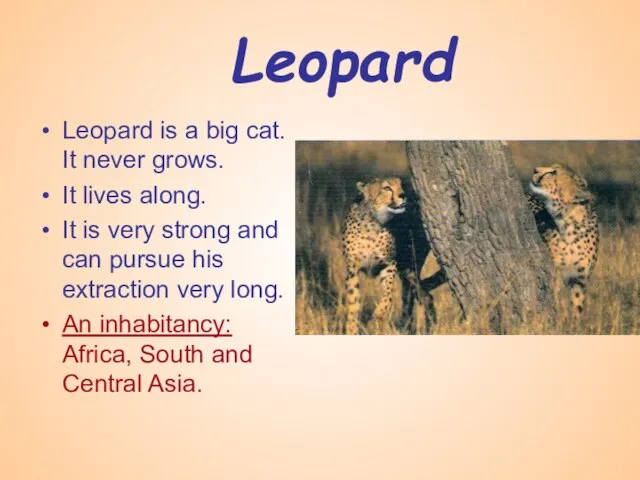 Leopard Leopard is a big cat. It never grows. It lives along.