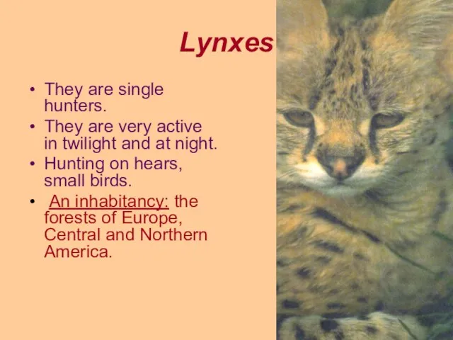 Lynxes They are single hunters. They are very active in twilight and