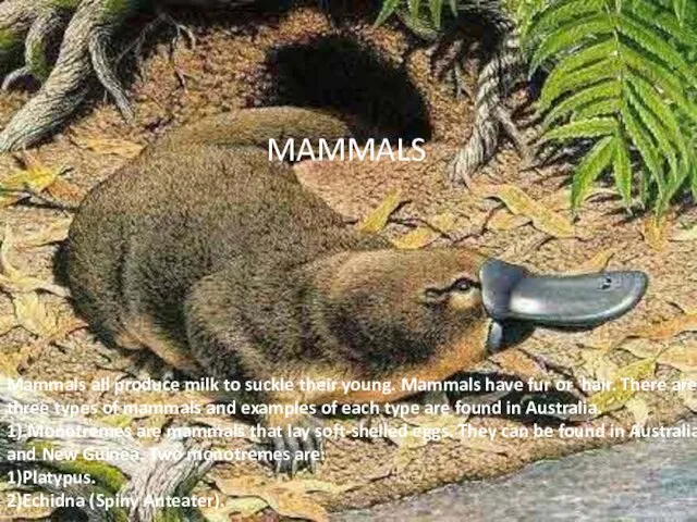 MAMMALS Mammals all produce milk to suckle their young. Mammals have fur