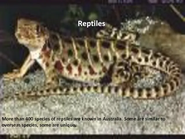 More than 400 species of reptiles are known in Australia. Some are