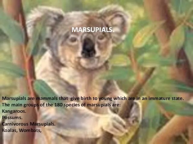 Marsupials are mammals that give birth to young which are in an