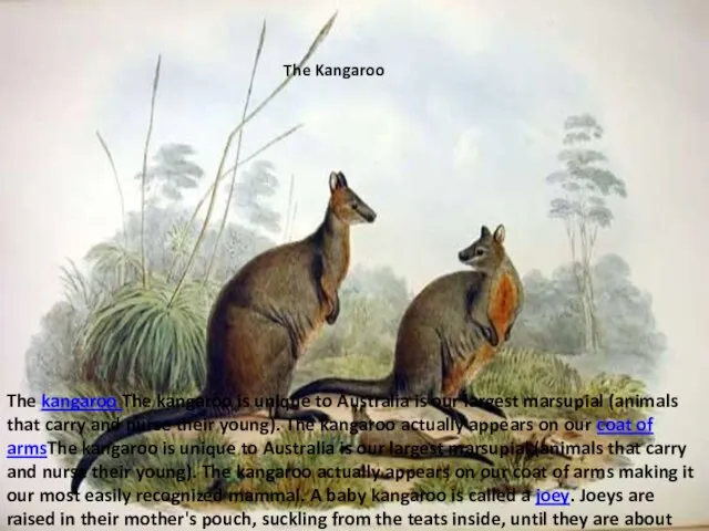 The kangaroo The kangaroo is unique to Australia is our largest marsupial