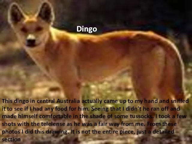 This dingo in central Australia actually came up to my hand and