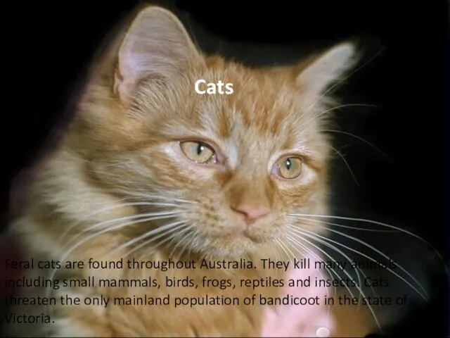 Feral cats are found throughout Australia. They kill many animals including small