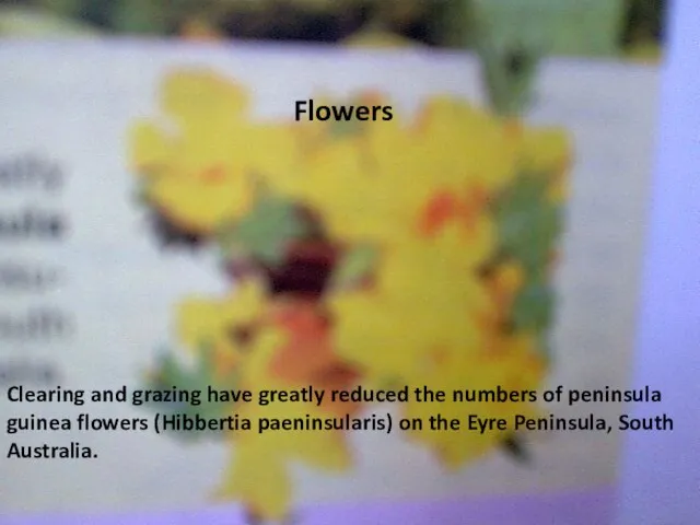 Clearing and grazing have greatly reduced the numbers of peninsula guinea flowers