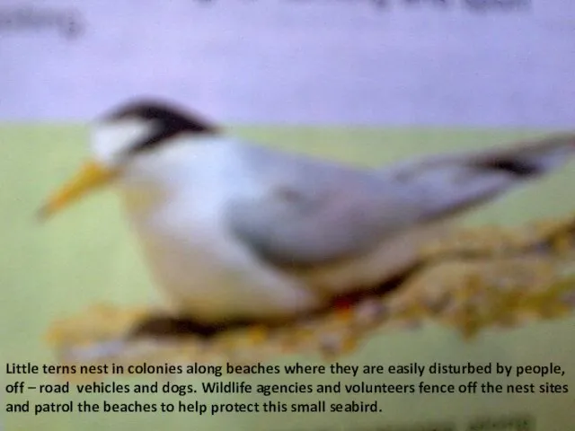 Little terns nest in colonies along beaches where they are easily disturbed