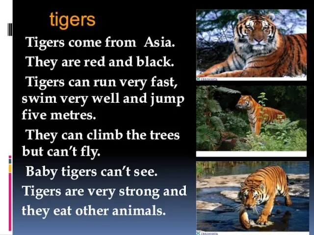 tigers Tigers come from Asia. They are red and black. Tigers can